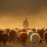 ВАКАНСИЯ МЕЧТЫ: В ШОТЛАНДИИ ИЩУТ ЧЕЛОВЕКА, КОТОРЫЙ ПРИСМОТРИТ ЗА ОВЦАМИ