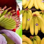 Как выглядят продукты до того,как они попадают к вам в супермаркеты.