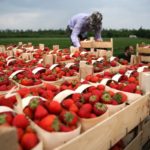 Италия намерена привлечь граждан Молдовы на сезонную работу.