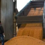 Обречены на голод. В преддверии засухи из страны вывозят тонны пшеницы.