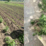 Более 100 кустов конопли было обнаружено в кукурузном поле в Трушенах.