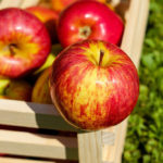 Производители яблок и в этом году  не избежали проблем! Люди жалуются, что, хотя урожай богат, цена,  по которой  они должны продать фрукты, мизерная.