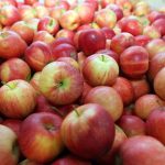 Молдавские производители яблок находятся на грани банкротства. Из-за войны в Украине они больше не могут экспортировать свою продукцию в страны СНГ.