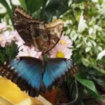 Первого июня свои двери распахнул «Befly garden» — первый контактный сад бабочек Кишинева